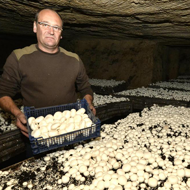 Champignon de la Perrière