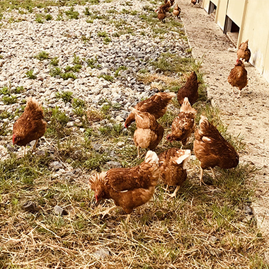 Earl à la ferme